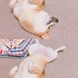 ͷ