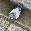 ͷ