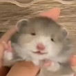 ͷ