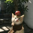 ͷ��