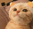 ͷ��