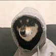 ͷ