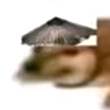 ͷ