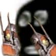 ͷ
