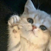 ͷ