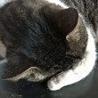 ͷ