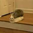 ͷ