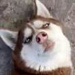 ͷ