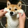 ͷ