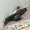 ͷ