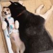 ͷ��