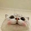 ͷ
