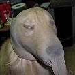ͷ