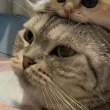 ͷ��