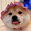 ͷ
