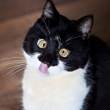 ͷ