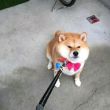 ͷ��