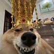 ͷ