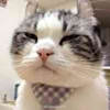 ͷ