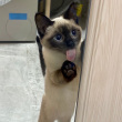 ͷ��