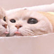 ͷ