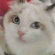 ͷ��