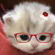 ͷ��