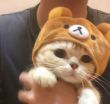 ͷ��