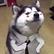 ͷ