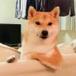 ͷ��