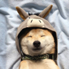 ͷ��