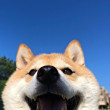 ͷ