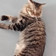 ͷ