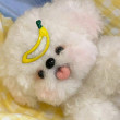 ͷ��