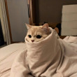 ͷ