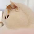 ͷ