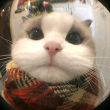 ͷ��