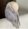 ͷ��
