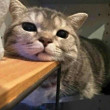 ͷ