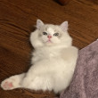 ͷ