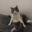 ͷ