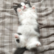 ͷ��