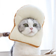 ͷ