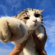 ͷ��