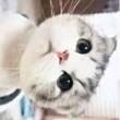 ͷ