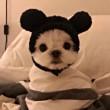 ͷ