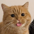 ͷ