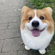 ͷ