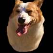 ͷ