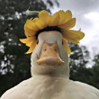 ͷ